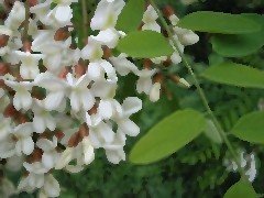 robinia